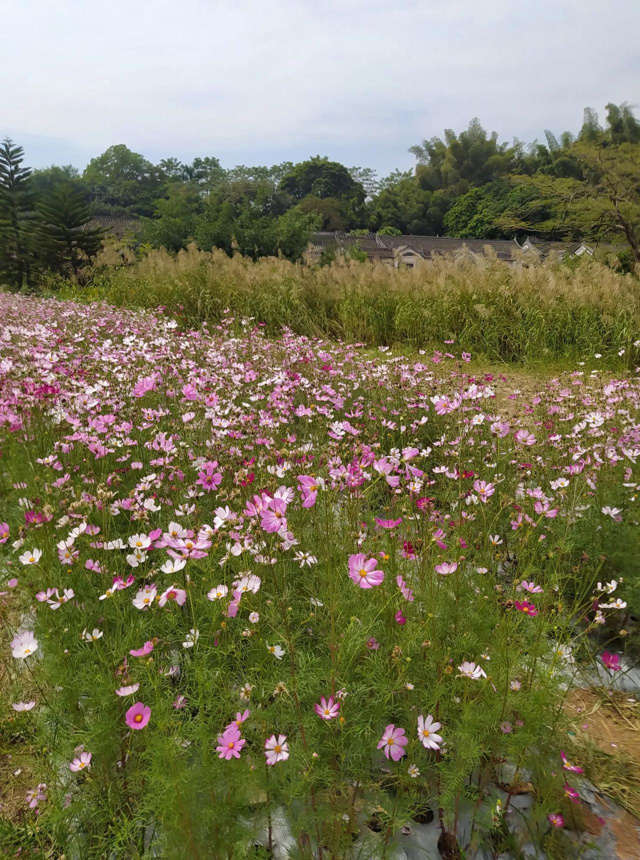 #秋日生活记录#这就是观澜版画村，格桑花开得多漂亮，红彤彤的。有很多游客来到版画