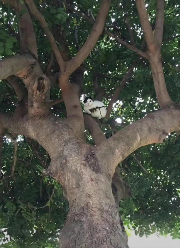 出门走路上遇见猫猫杀手了 