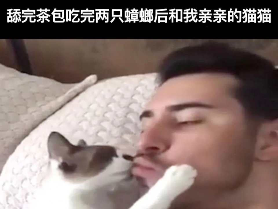 🐱：感觉嘴里凑凑的！去找那个二货主人分享一下 一些猫meme  / 