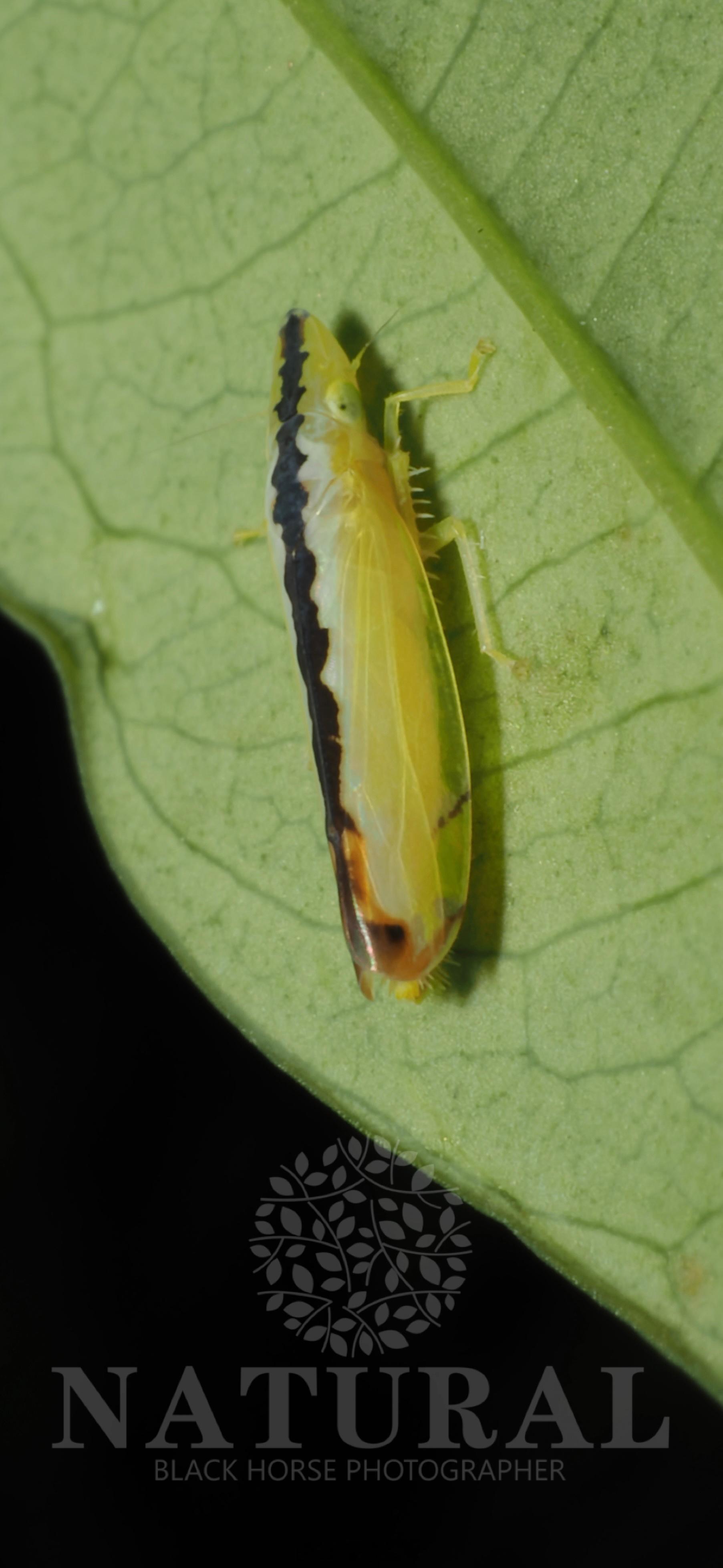 宽带隐脉叶蝉 Sophonia suturalis 