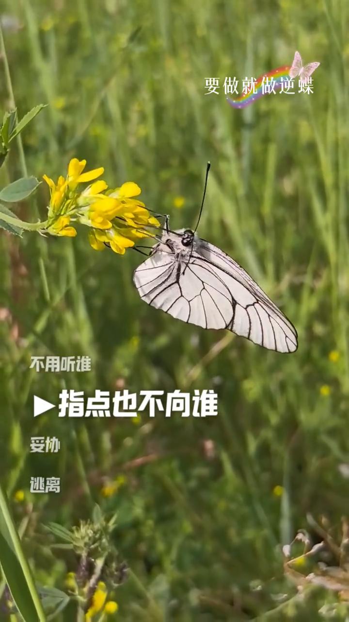 要做就做逆蝶，迎着风去撒野，去做那不被定义的逆蝶，不用听谁指点也不向谁妥协，逃离