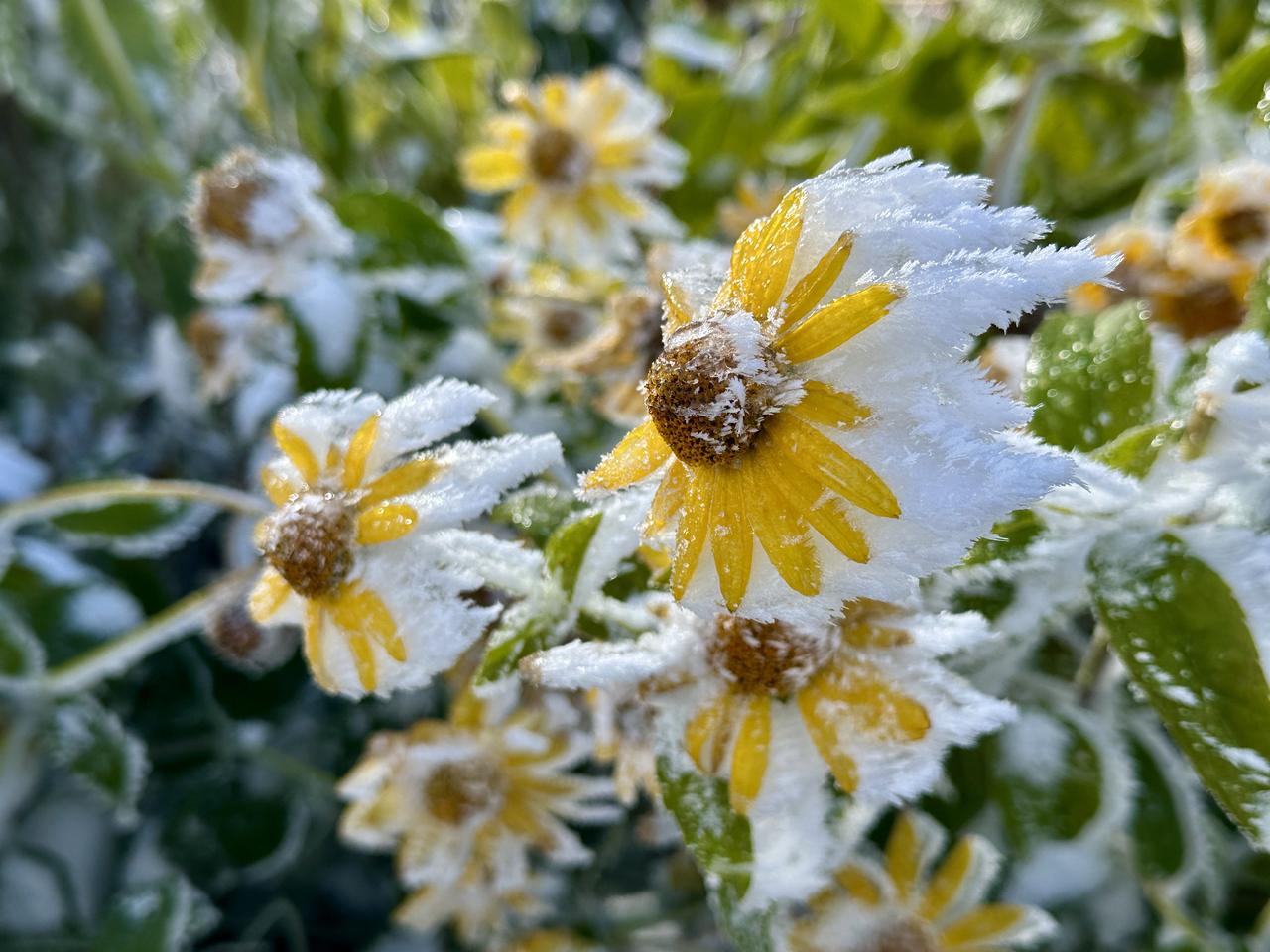 饱经风霜—吉林市大青山上的花朵