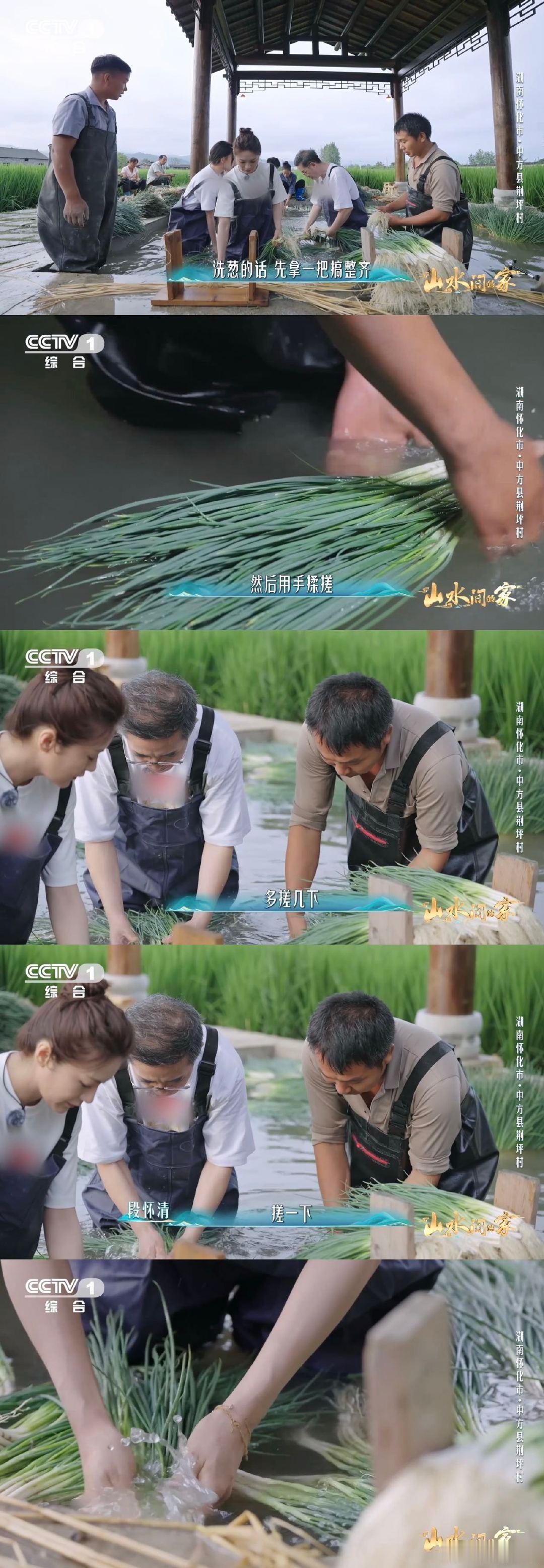香葱早上也要梳头 第一次见处理香葱这么讲究！湖南村民手工剥黄叶，揉搓还轻手轻脚，