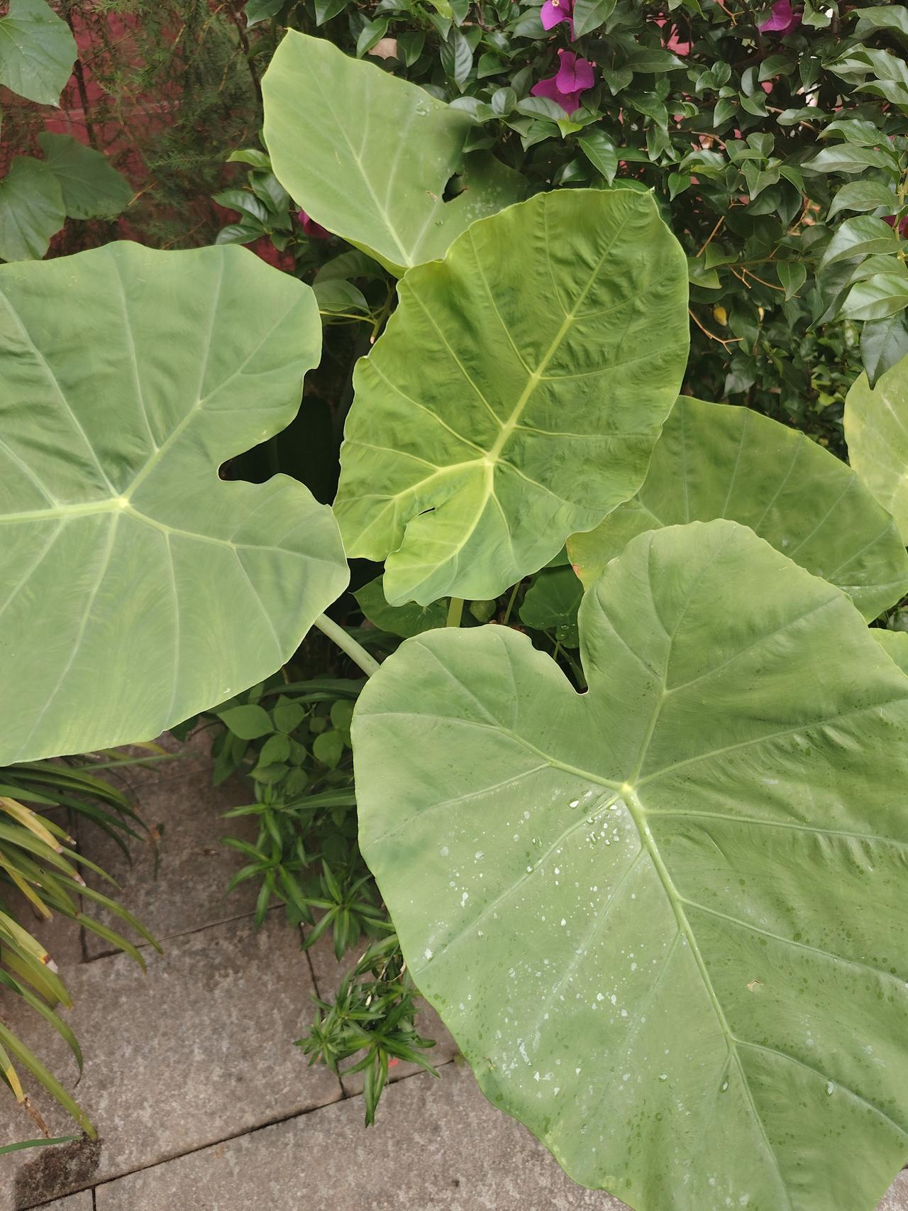 今日分享随手拍照片我的小花园