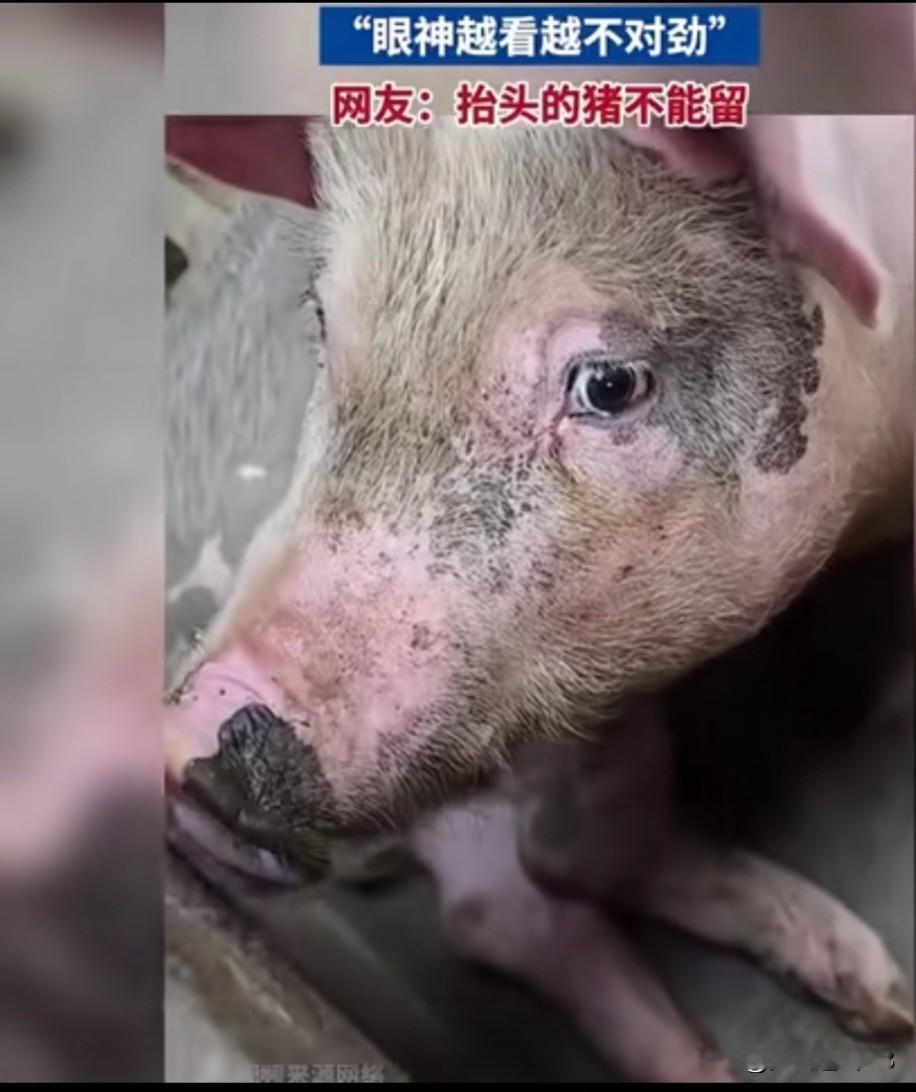 养猪千日，终遇“反骨猪”！抬头的瞬间，空气都凝固了，这猪指定是揣着什么小心思呢?