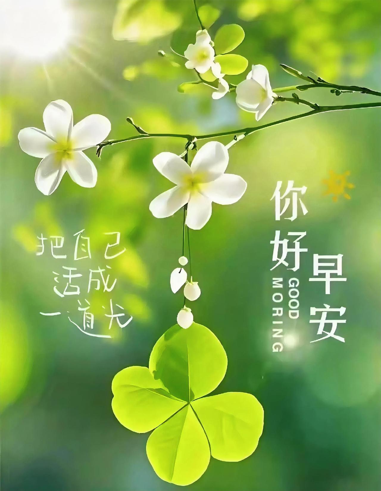 早安！把自己活成一道光，如这株幸运草般熠熠生辉，好运与阳光都会来拥抱你✨
早安美