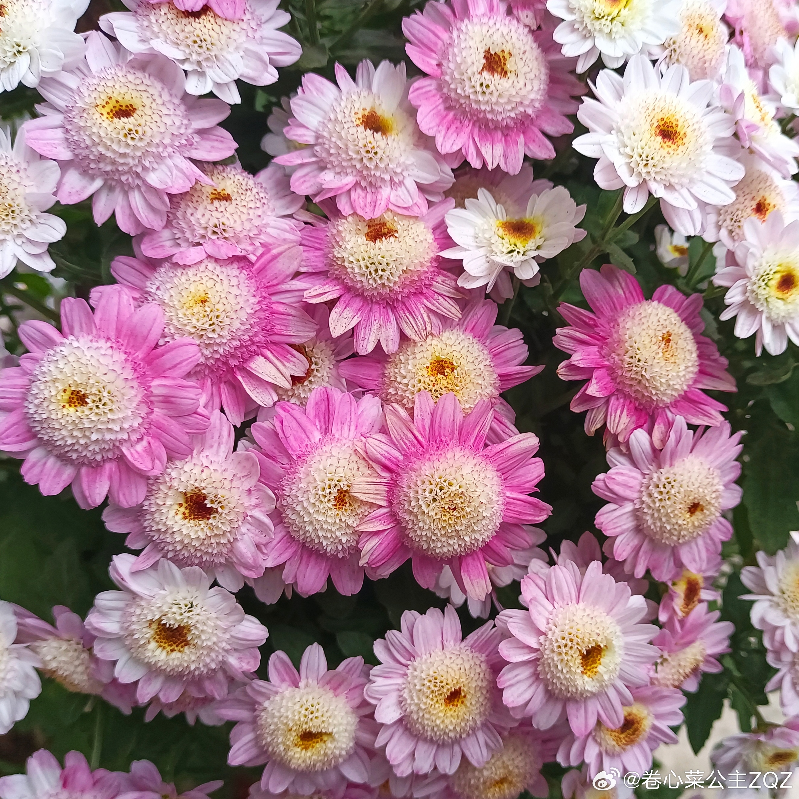 好漂亮的菊花[送花花][送花花]我好喜欢  ​​​