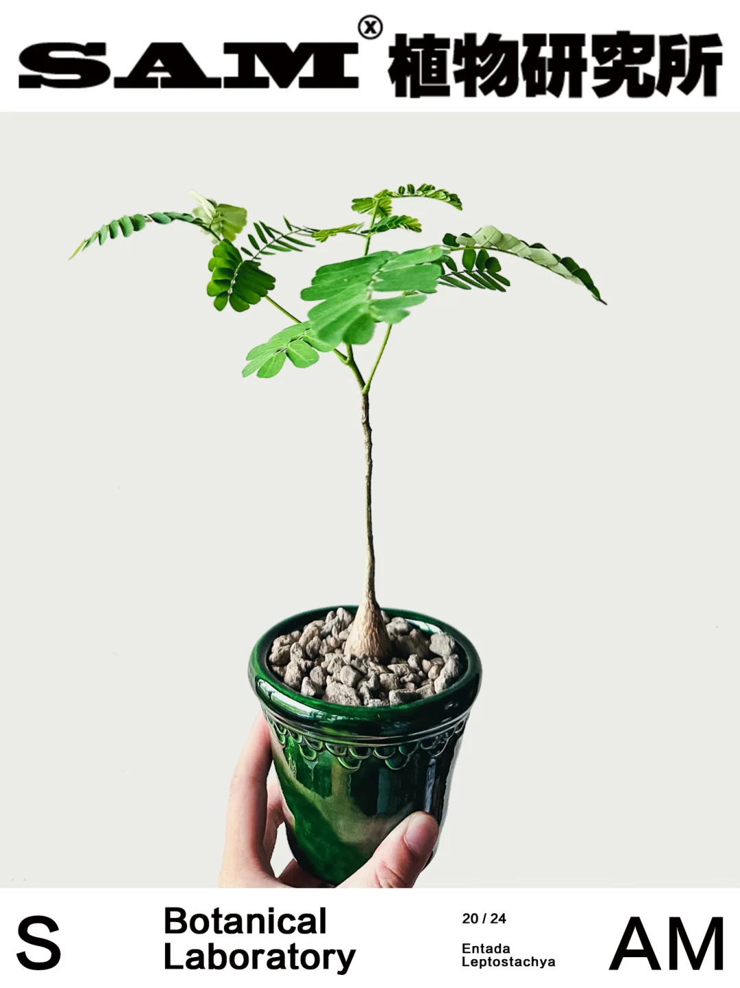 象足豆｜Entada Leptostachya