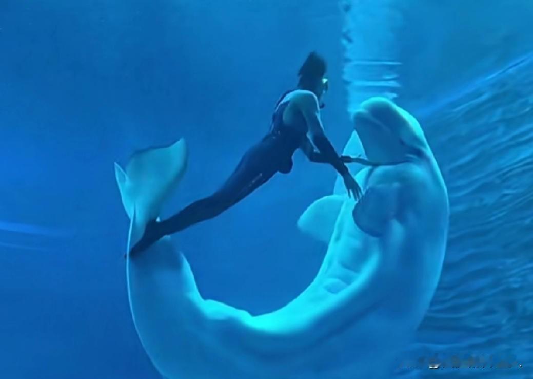 华南第一女训鲸师邵然在接受采访时说：记得一次表演，她一手养大的白鲸突然猛的一下咬