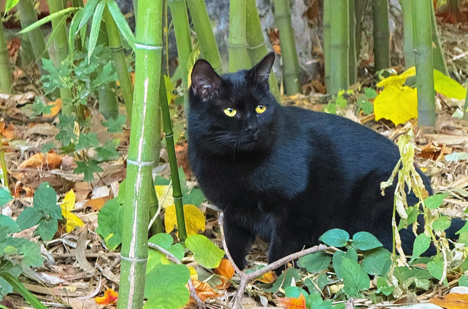 紫竹院的黑猫猫 .