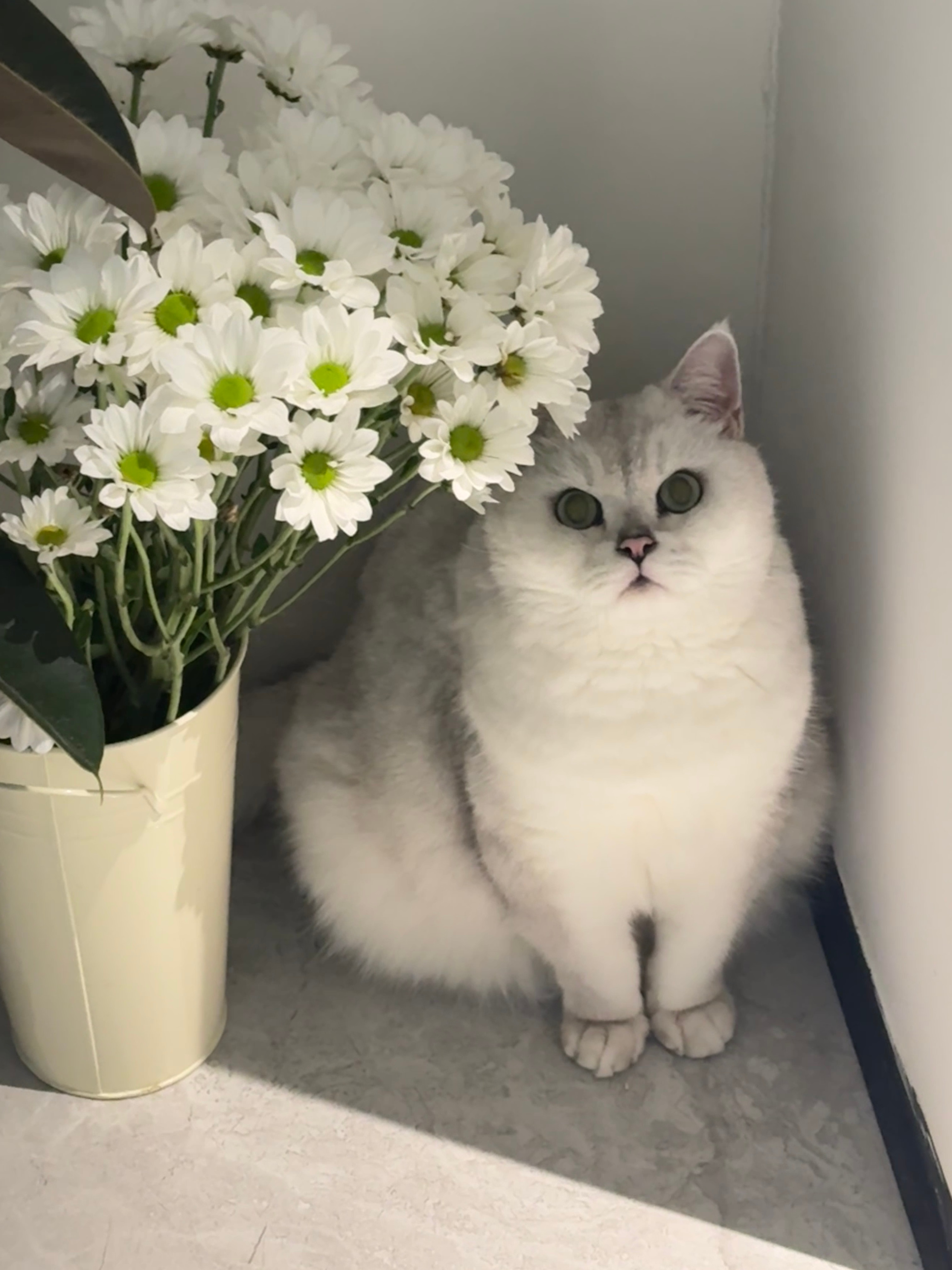 又想念我的小猫了不知道有没有去投生一个好人家 