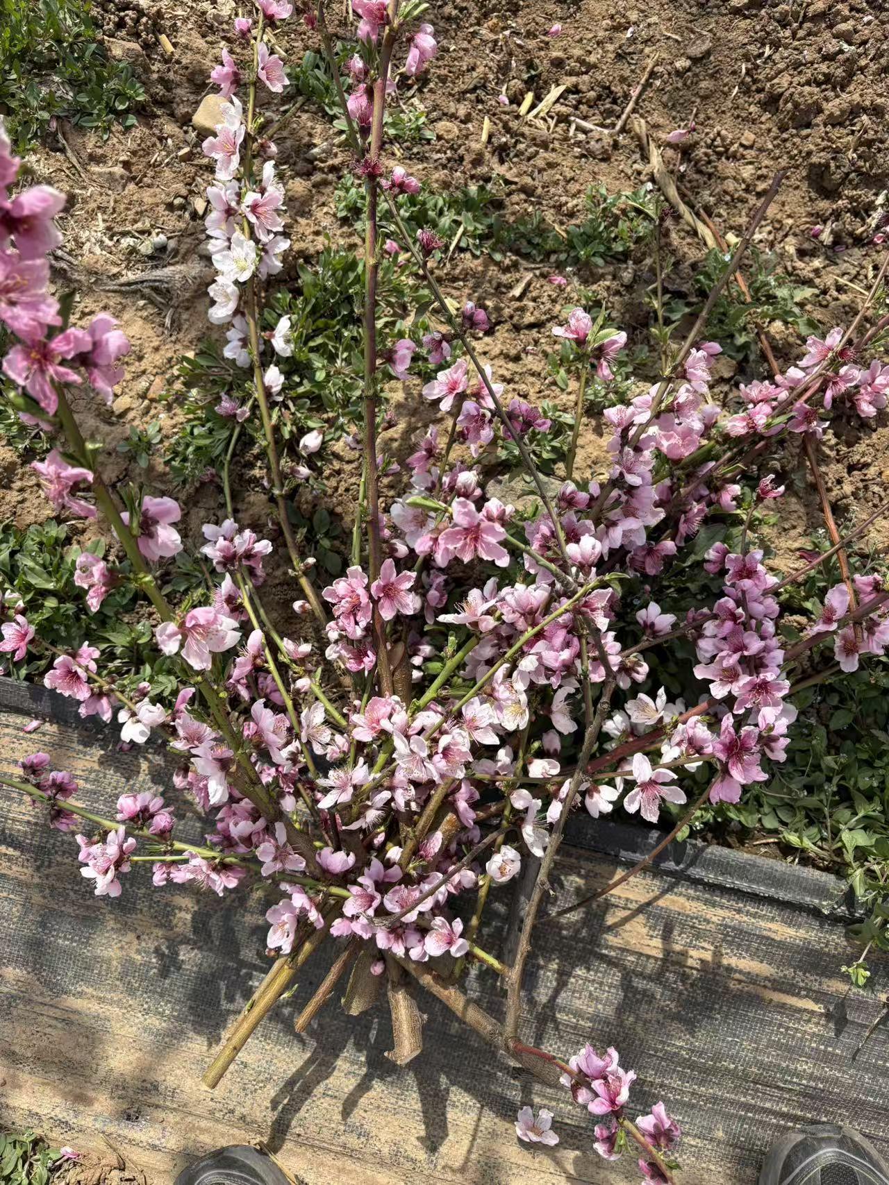 你见过满山遍野的桃花盛开吗? 我见过满山遍野桃花盛开的景象，那简直太震撼了。之前
