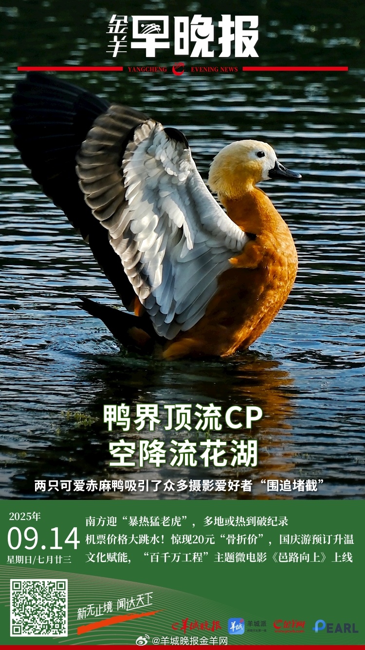 #金羊早晚报# 好可爱鸭！鸭界“顶流”赤麻鸭CP空降广州流花湖；“国蝶”金斑喙凤