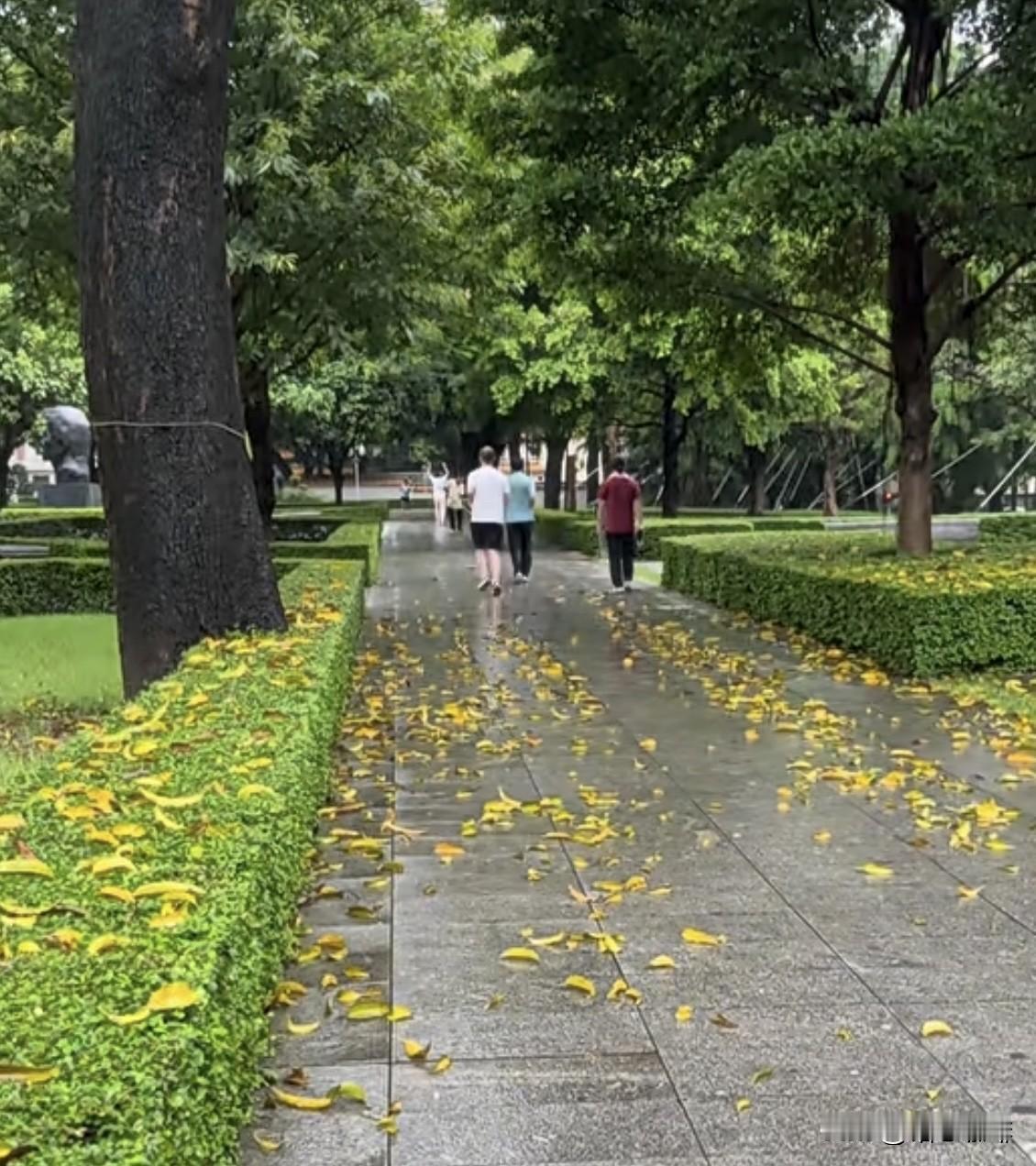 雨后见落叶，
邂逅难得的秋景。
舒适秋季不算热，
而且让我更喜欢。
早安🌞