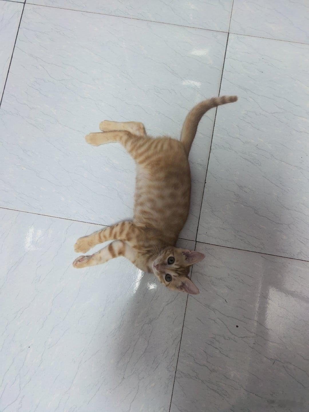 爱人如养猫，养的是随行相处，不抱怨不驯服，对猫只要求你什么都不用做，好好活着就行