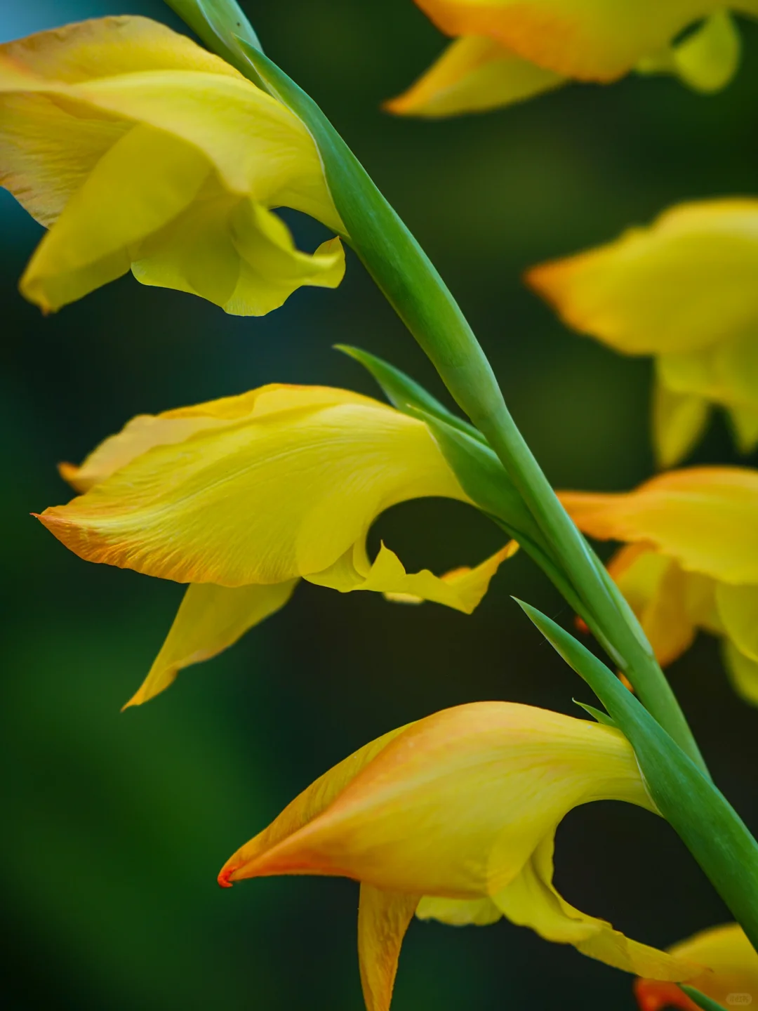 原生剑兰Gladiolus dalenii 'Boone'