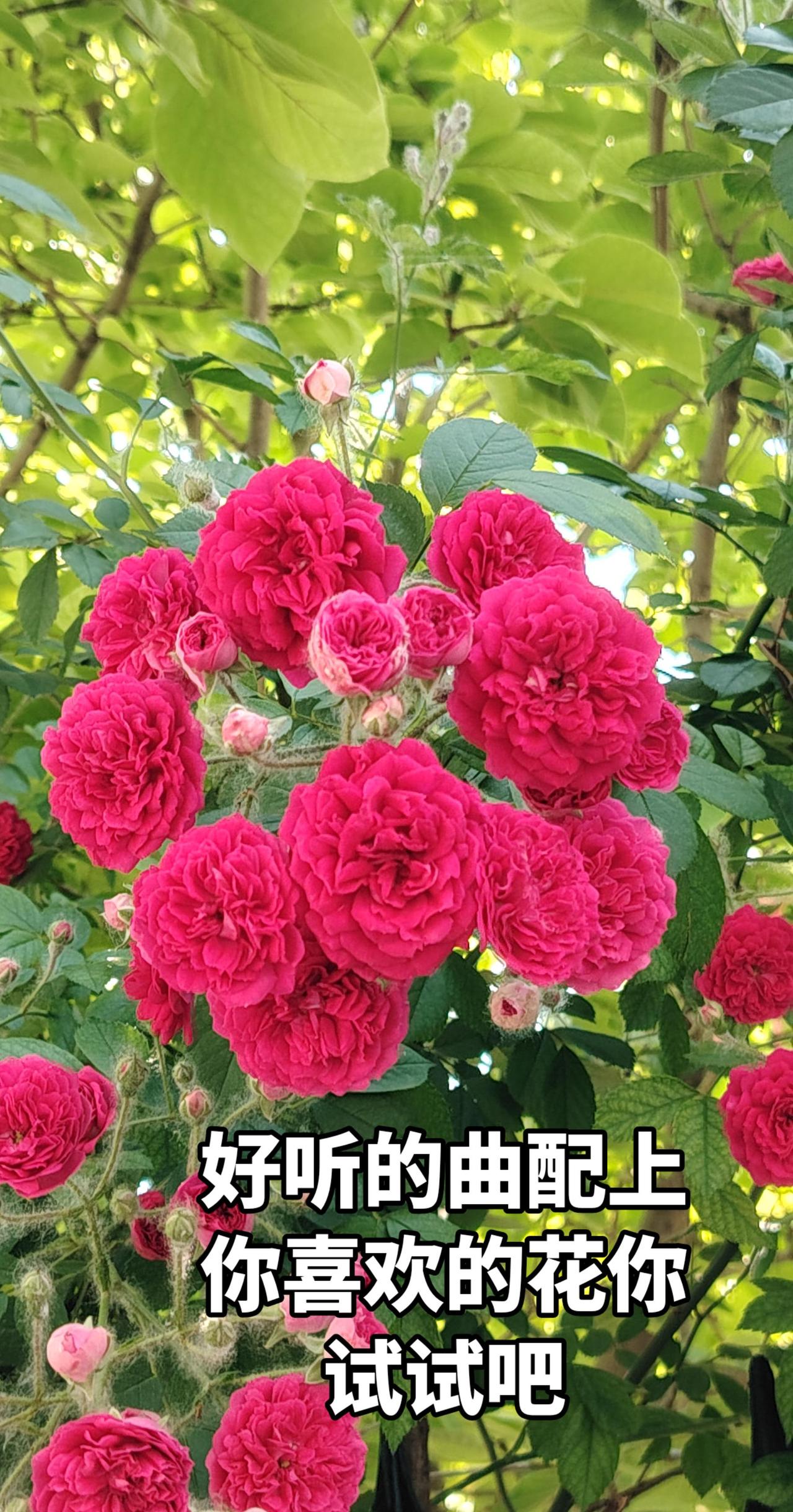 当你沉浸在花海里，脑海里只有欣赏晒出你镜头里的花花世界
