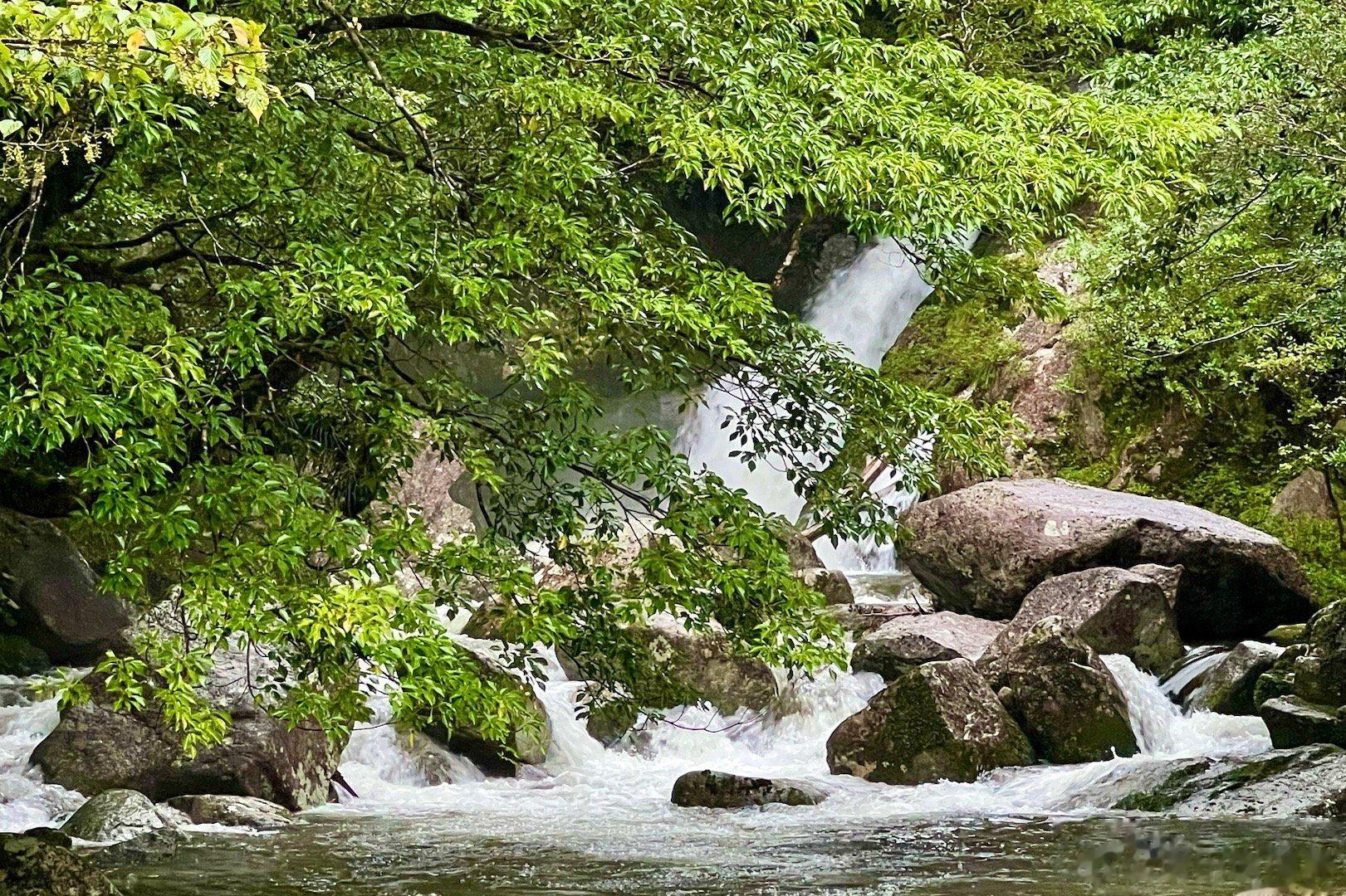 参观屋久岛白谷云水峡，这是宫崎骏动画电影《幽灵公主》的取景地。白谷云水峡是屋久岛