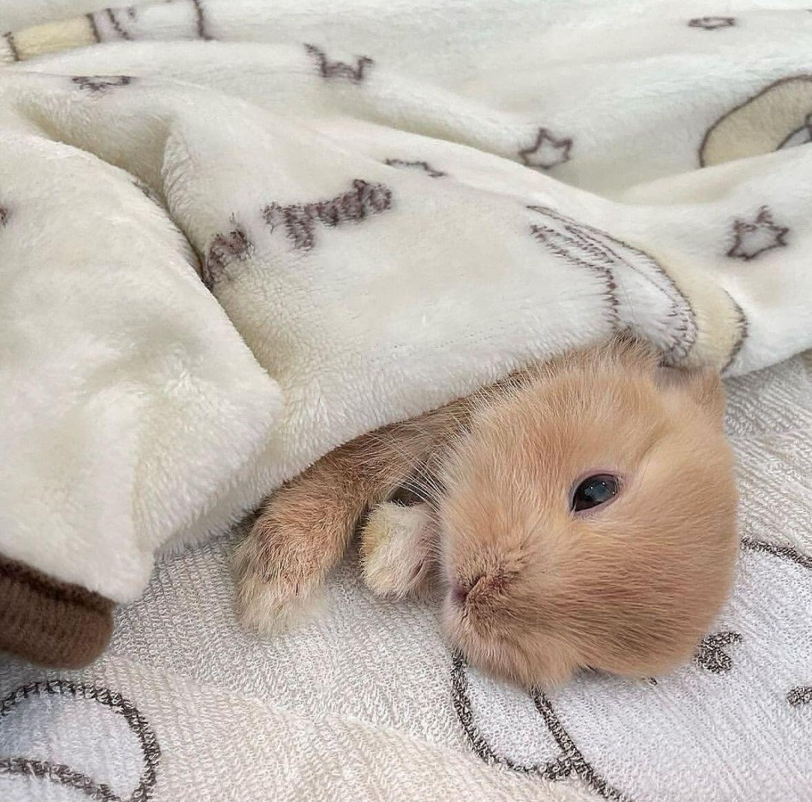 小兔头像 🐰🍞 不可以吃兔兔 
