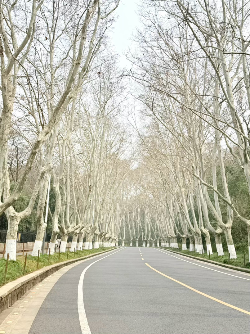 没有叶子的梧桐树好丑