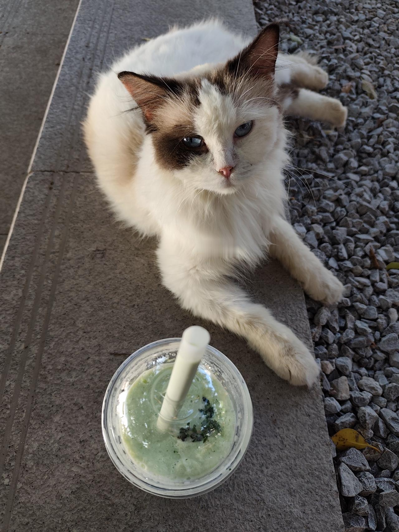 项目上的猫咪想吃饭的时候就弄个夹子音来诱惑我们。怪不得他们能成为宠物界的霸主。
