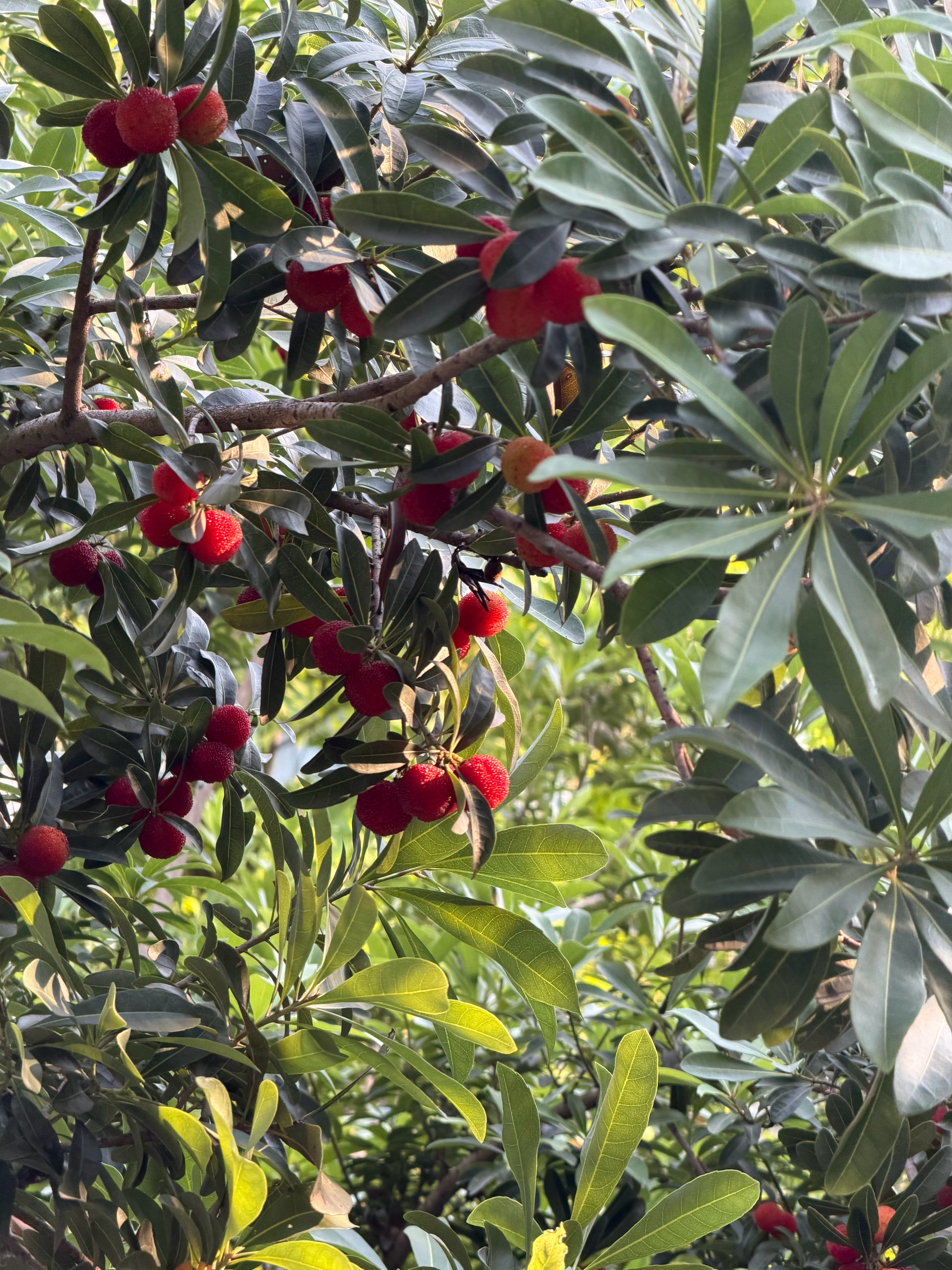 早上好啊，遛狗发现小区植物配置挺丰富的，这个季节杨梅、枇杷、香橼都结果了 苏州