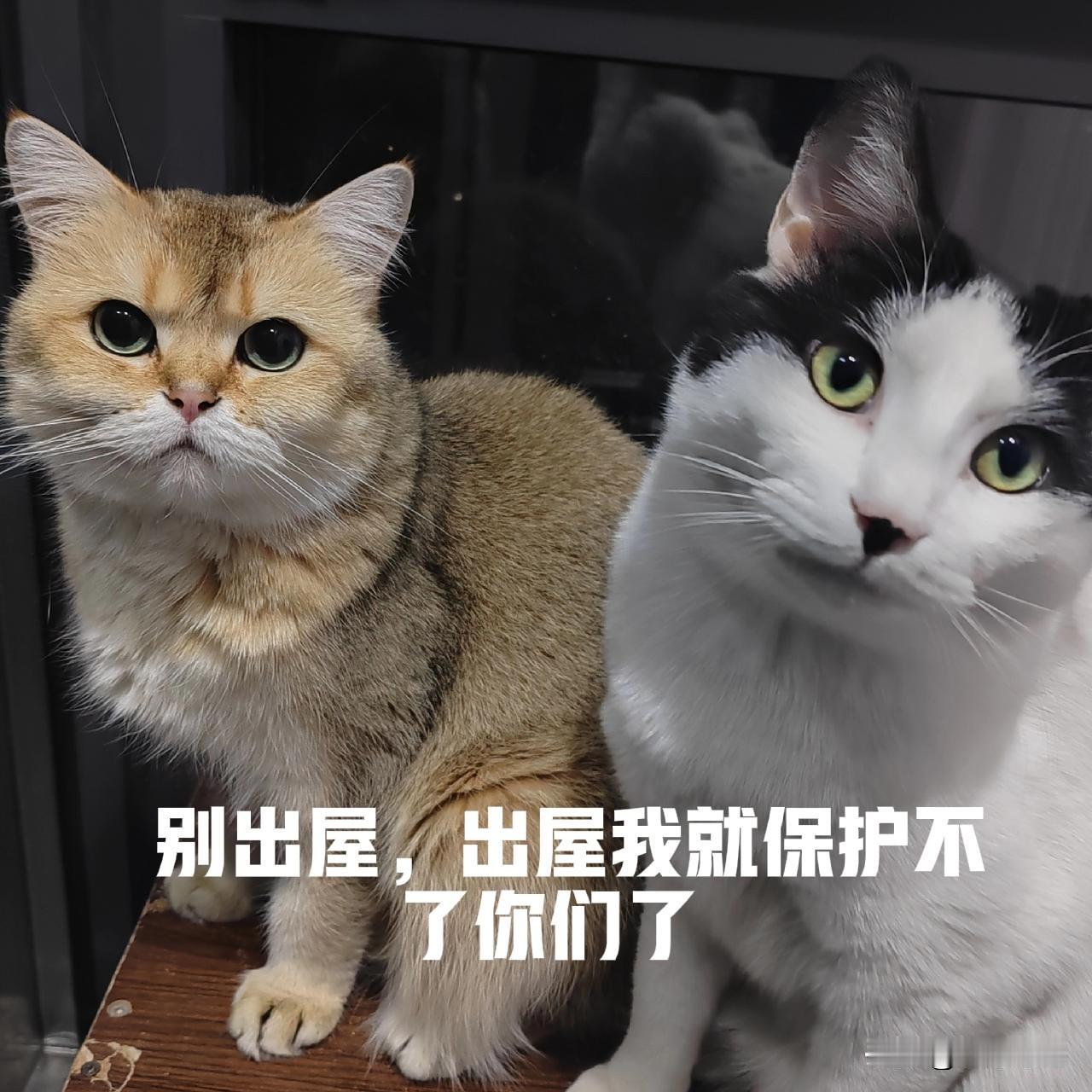 有啊，每一张照片都是我留给它们今生没有体验苦难和痛苦，幸福与嚎叫挣扎的最完美生存