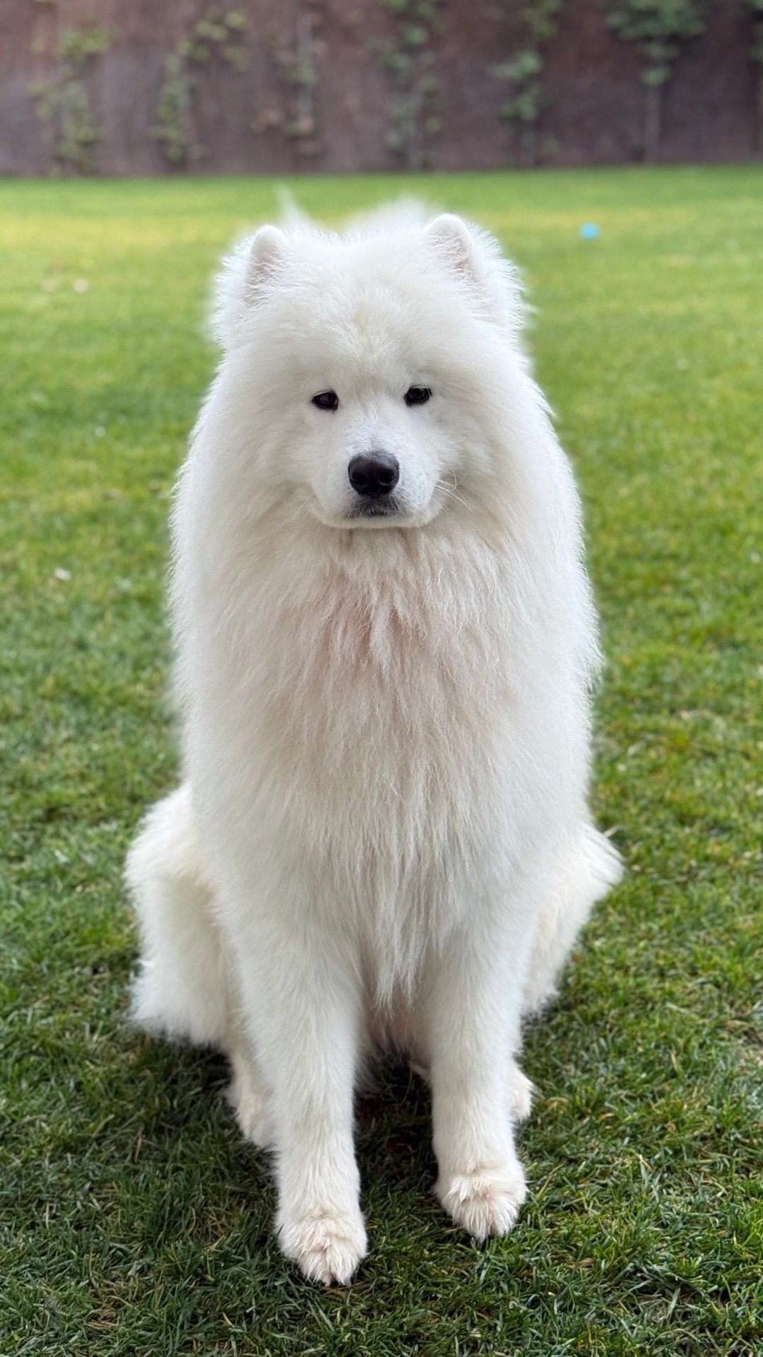 哈哈阿尔瓦雷斯晒宝🐶阿尔瓦雷斯关注阿根廷球员