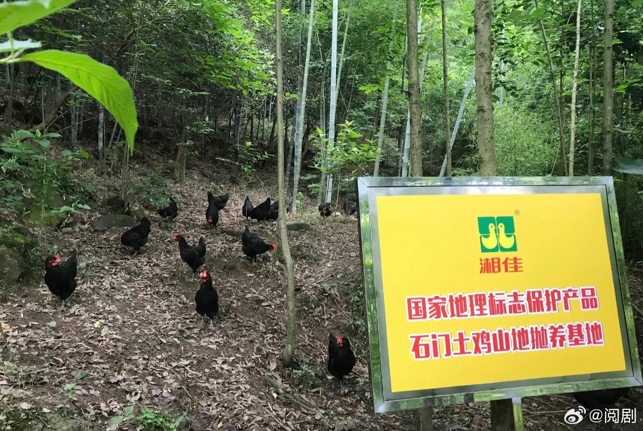 看一饭封神被安利湖南常德石门土鸡一饭封神 没想到一只土鸡也有专属身份码，石门土鸡