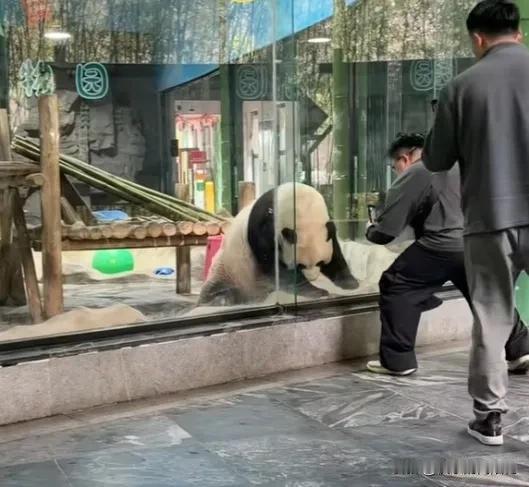 [笑哭]真的是异性相吸，几个男士来到灵岩旁边举着手机想给它拍照拍视频，灵岩一看是