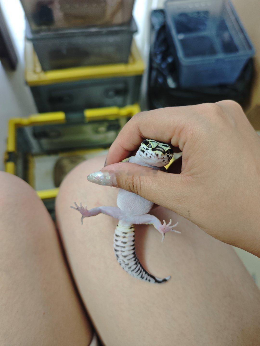 养猪有一手 ​​​