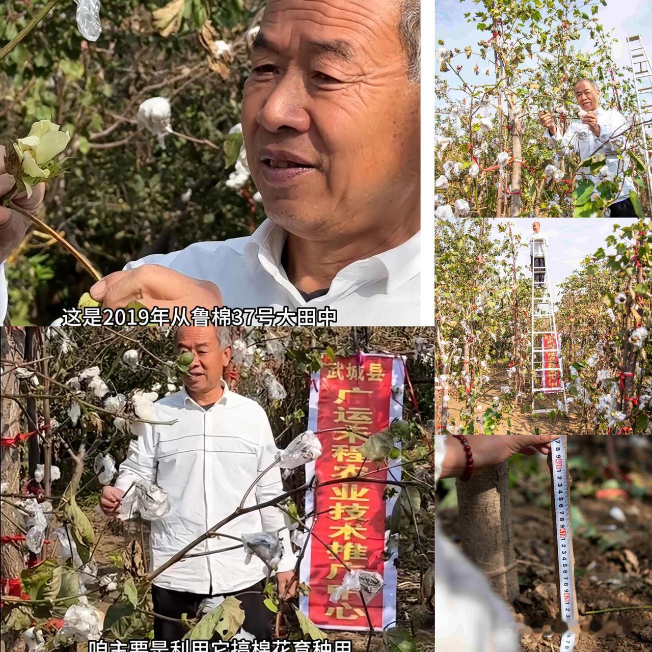 农民又立大功！
德州62岁农民种出4.26米高的棉花，1棵结136个——
 
山