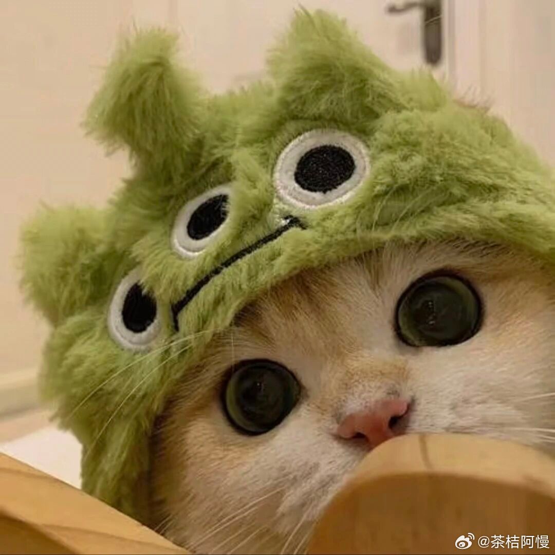 是的，今天我家的猫猫也是超级可爱！！ ​​​