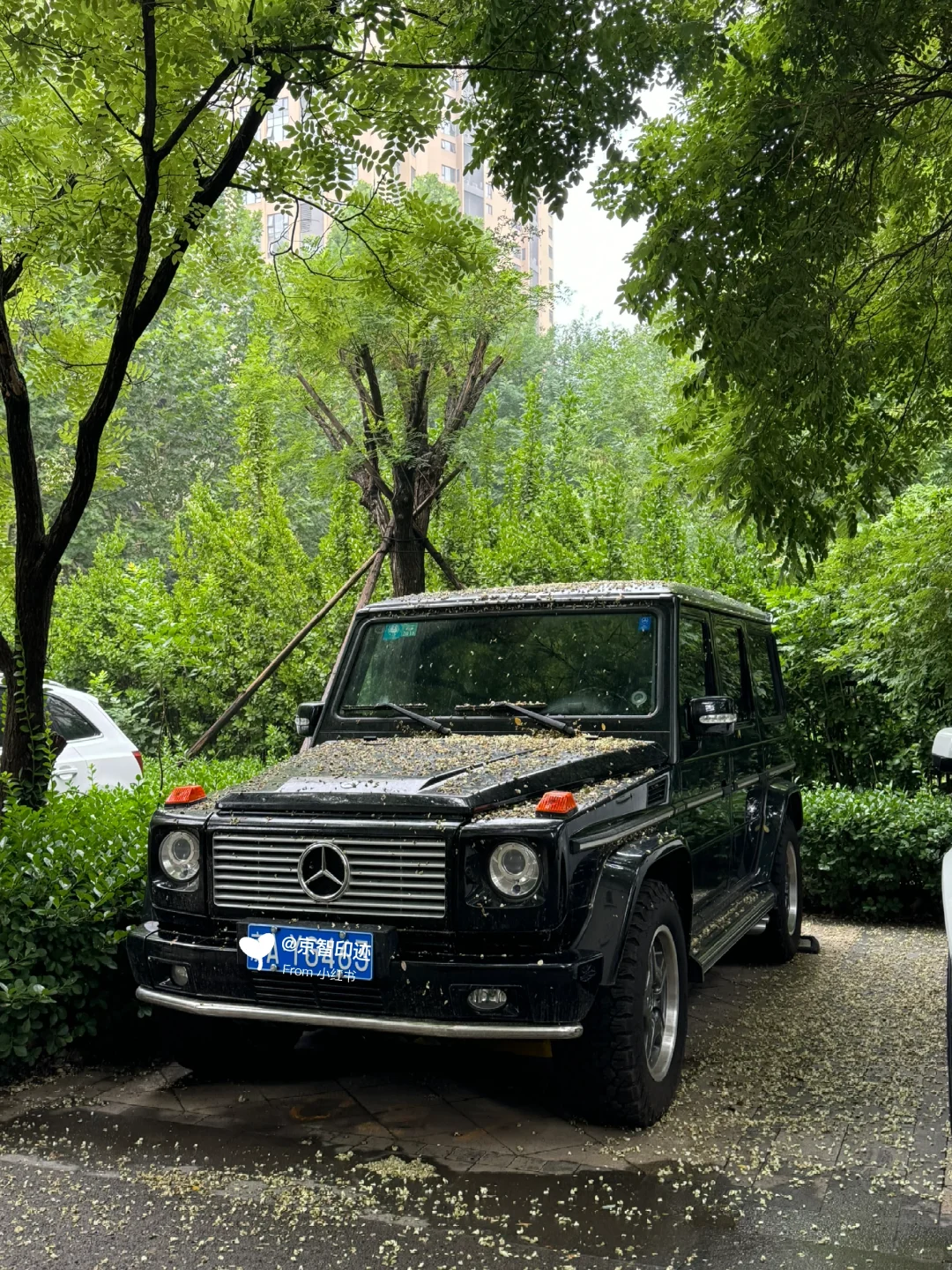 停树下｜最简单的解决办法先学会妥协
