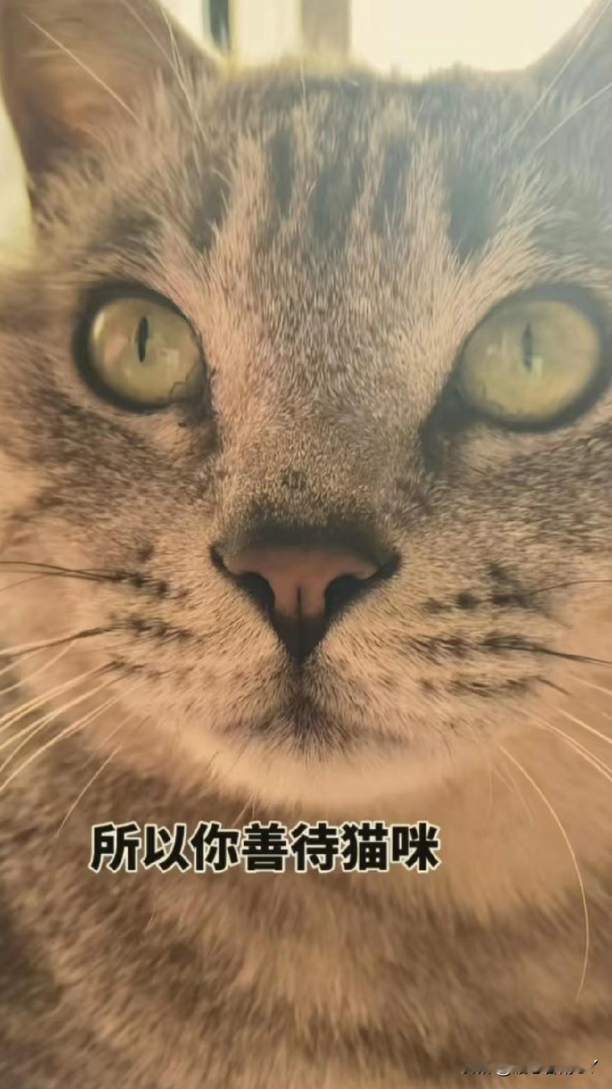 别小看你家猫，它可是能镇宅的神兽。

你以为家里的猫不过是个爱黏人、能吃的“干饭