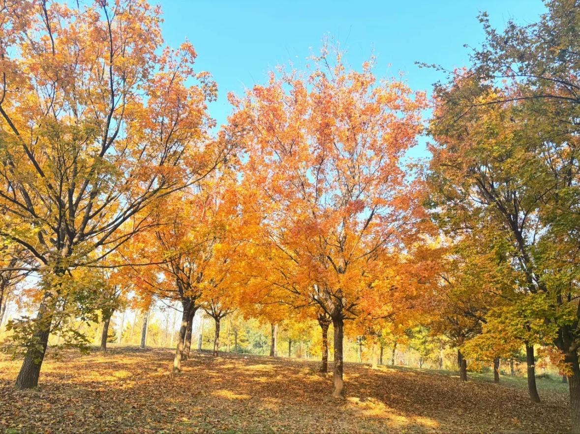 进入深秋，色彩斑斓的森林与草地不再青翠欲滴，而是换上了五颜六色的新装。红、黄、绿