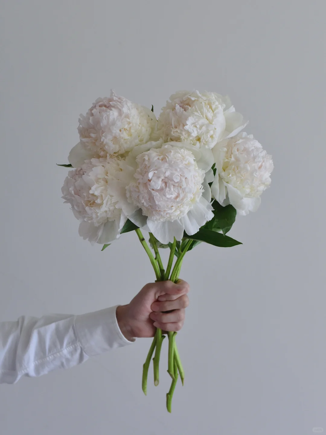 芍药·冰岛雪糕