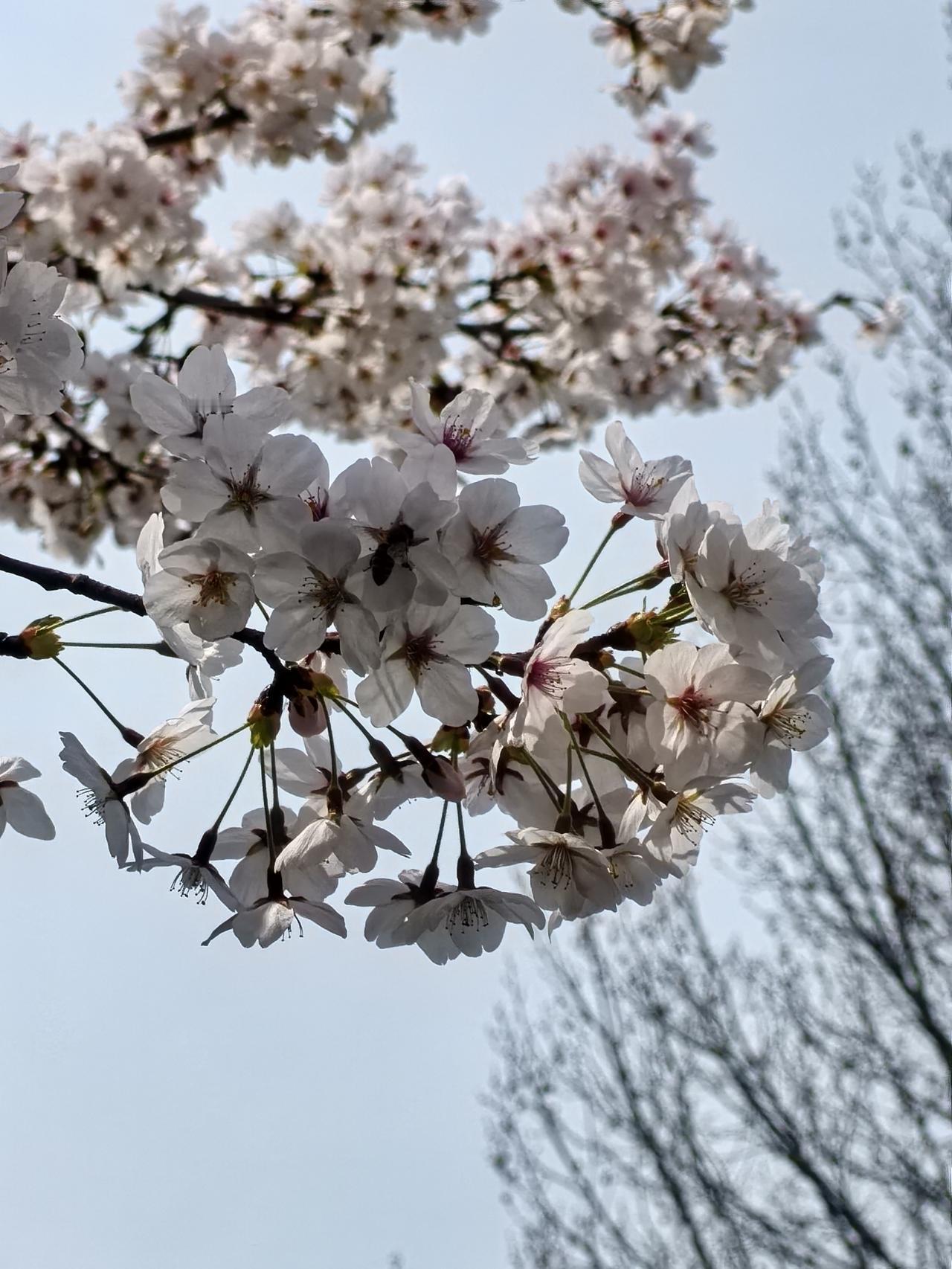 清明节
今年的清明节，是农历二月十八。我们这儿有个规矩：七八不上坟。这样情况，只