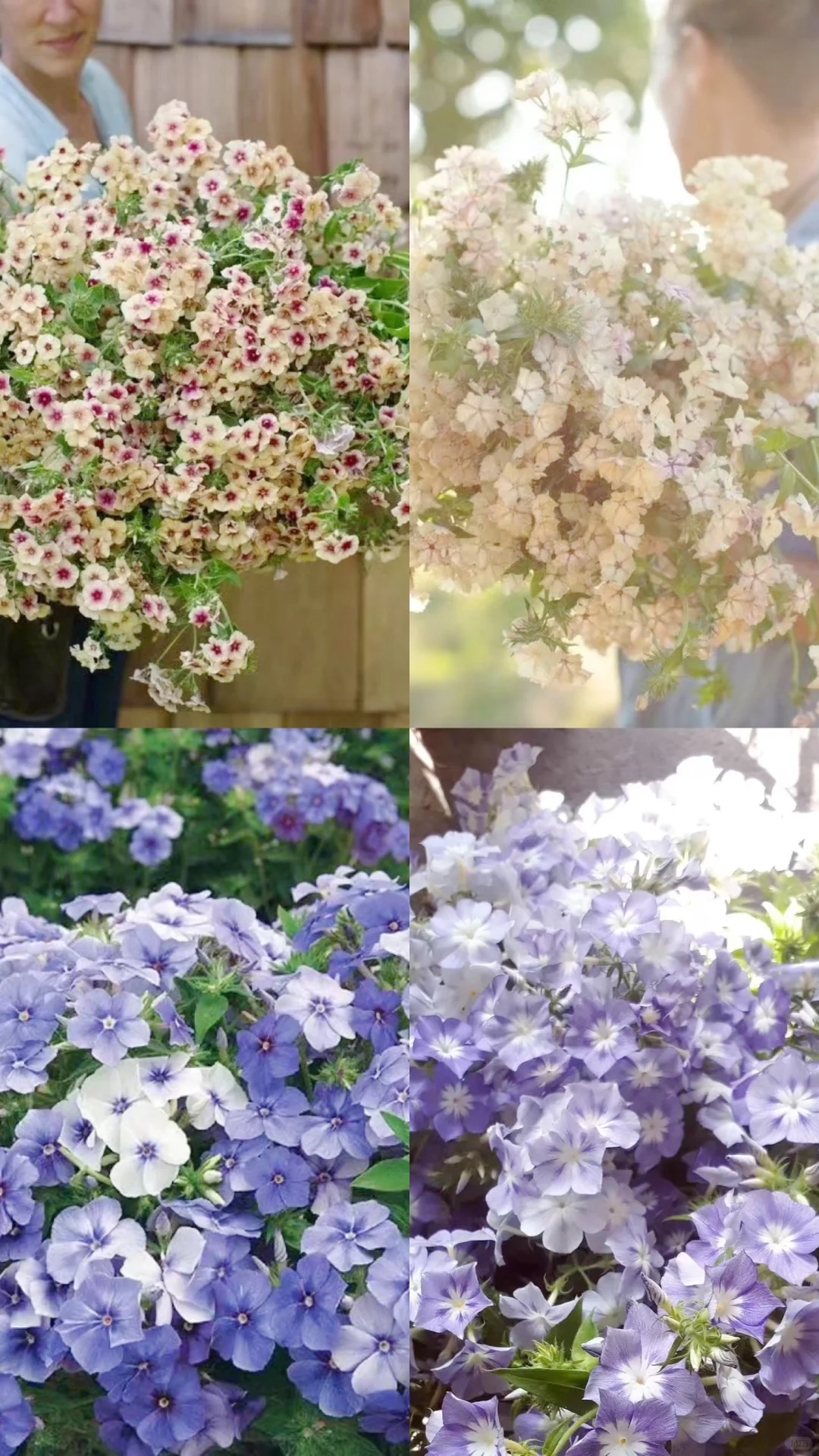 福禄考｜秋季种苗生产合集（五）