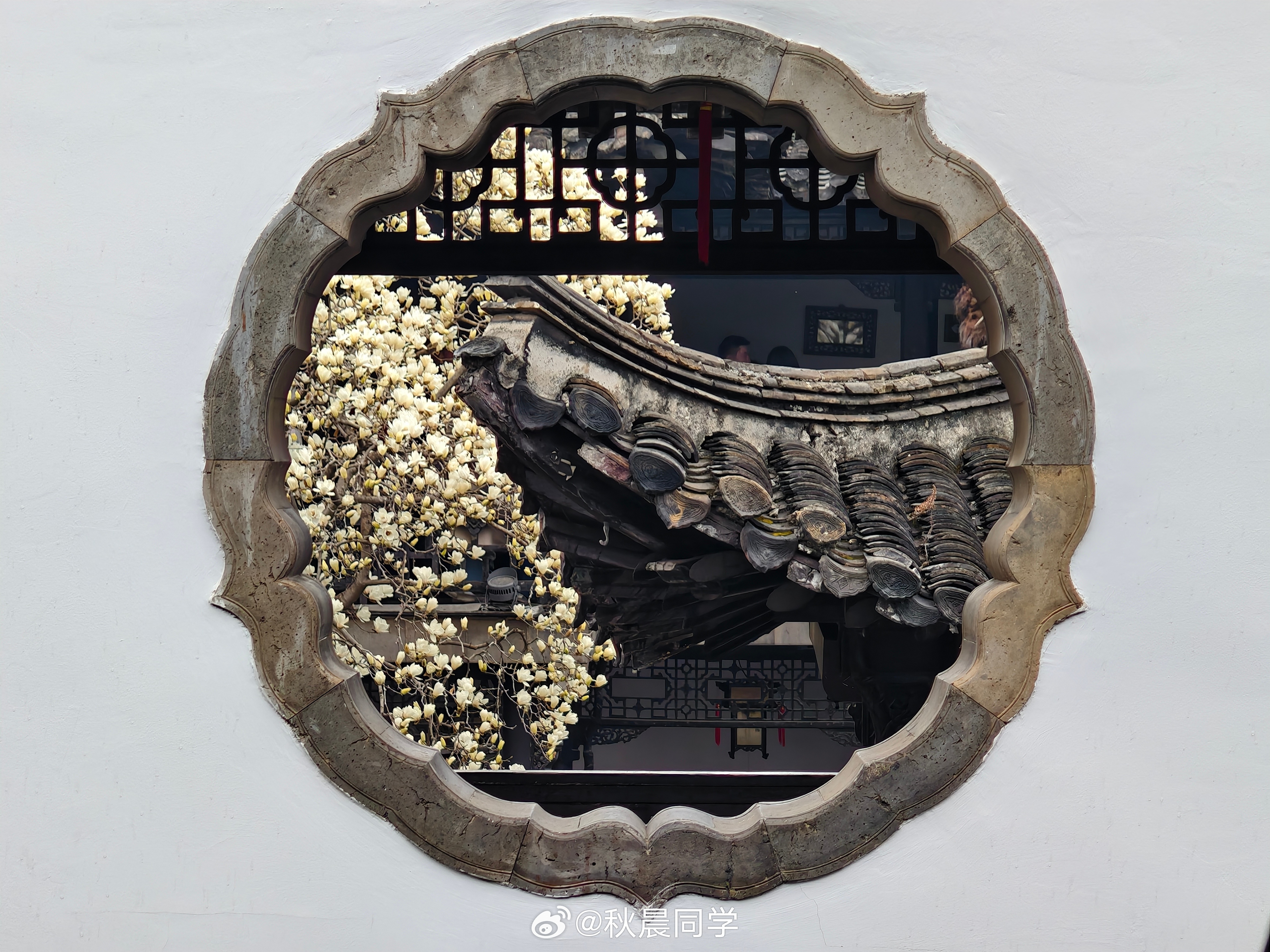 东风吹过玉兰花 写实版～ 扬州·何园