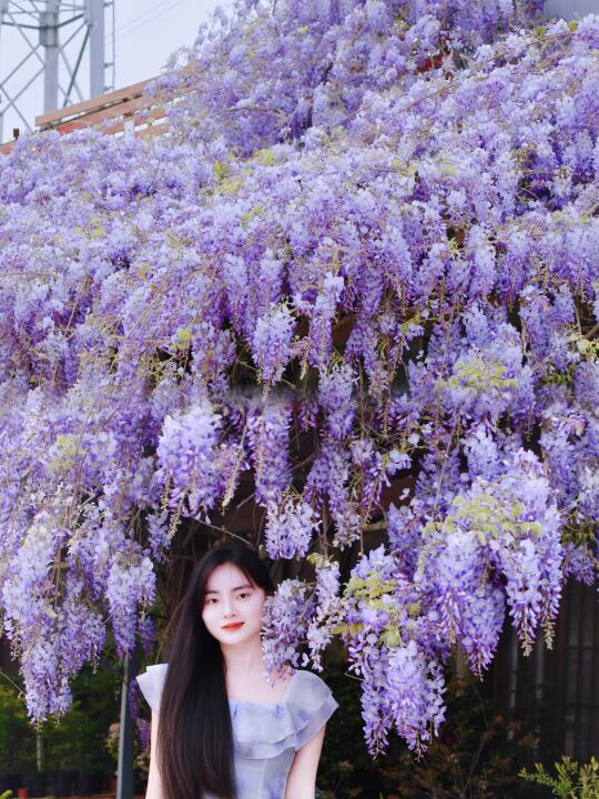 人间四月天🔮南昌紫藤花瀑布美到失语！