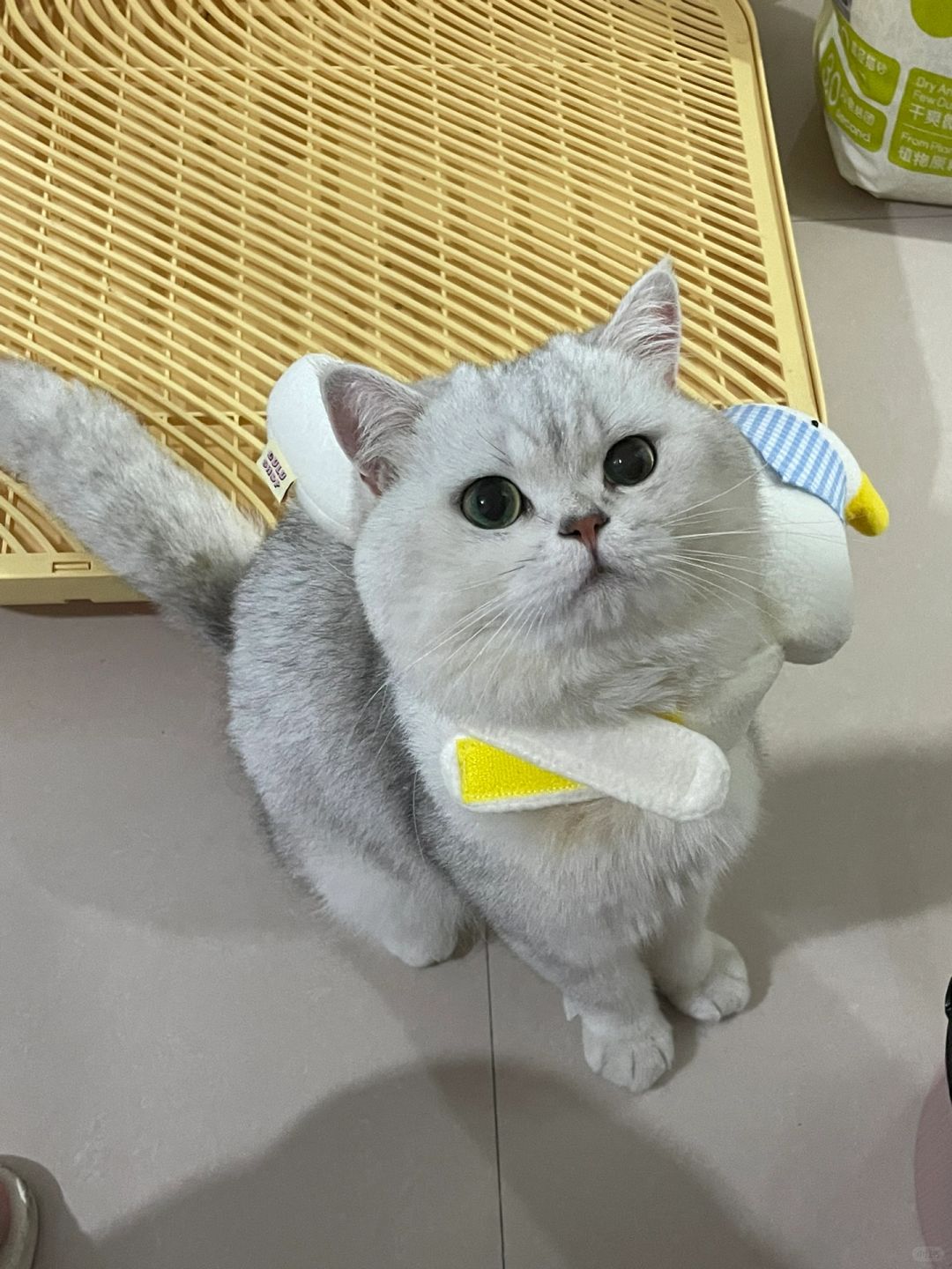 修猫～