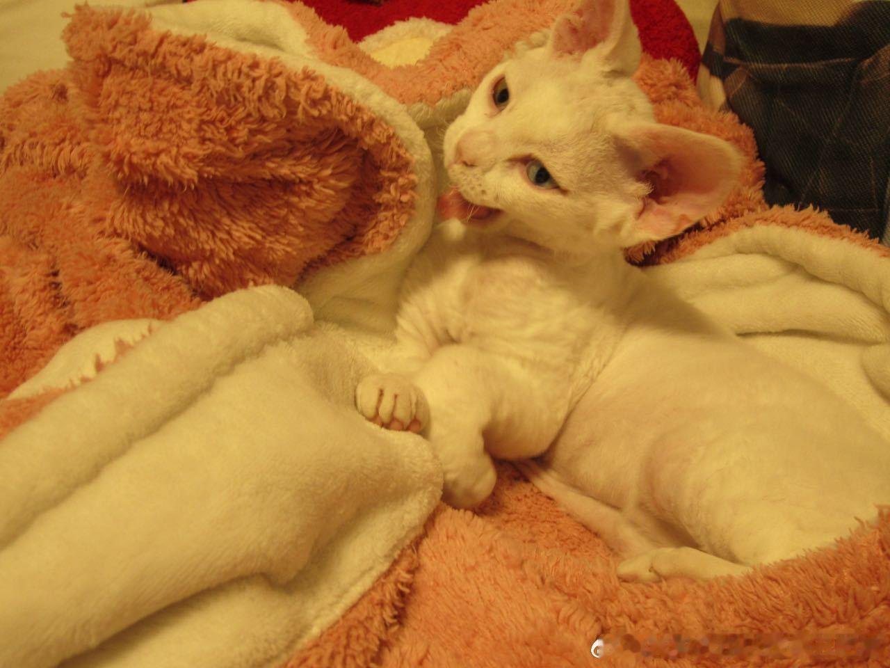 50259【丑猫】艺术照 
