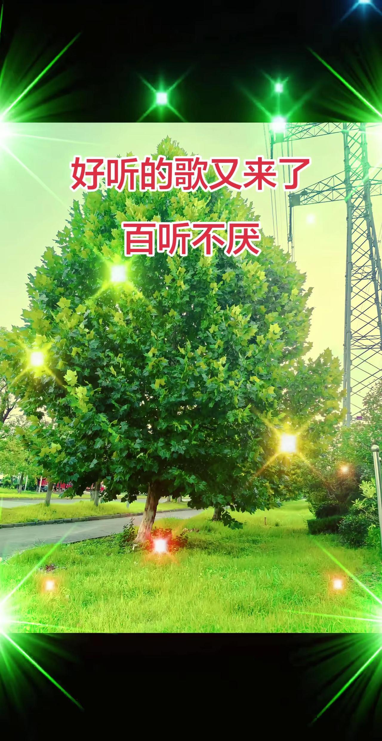 漫步在阳光与绿意中 阳光与树影的浪漫邂逅 有风有树有阳光