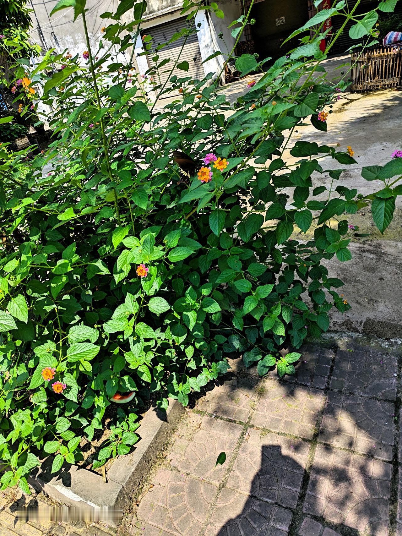 蝶恋花，蝴蝶喜欢花儿，我也很喜欢花儿和蝴蝶。