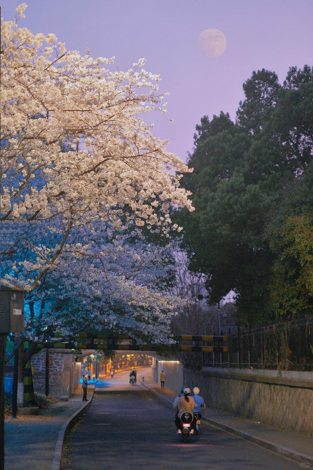 杭州绝美樱花隧道 | 蓝调时刻火车浪漫晕🌸