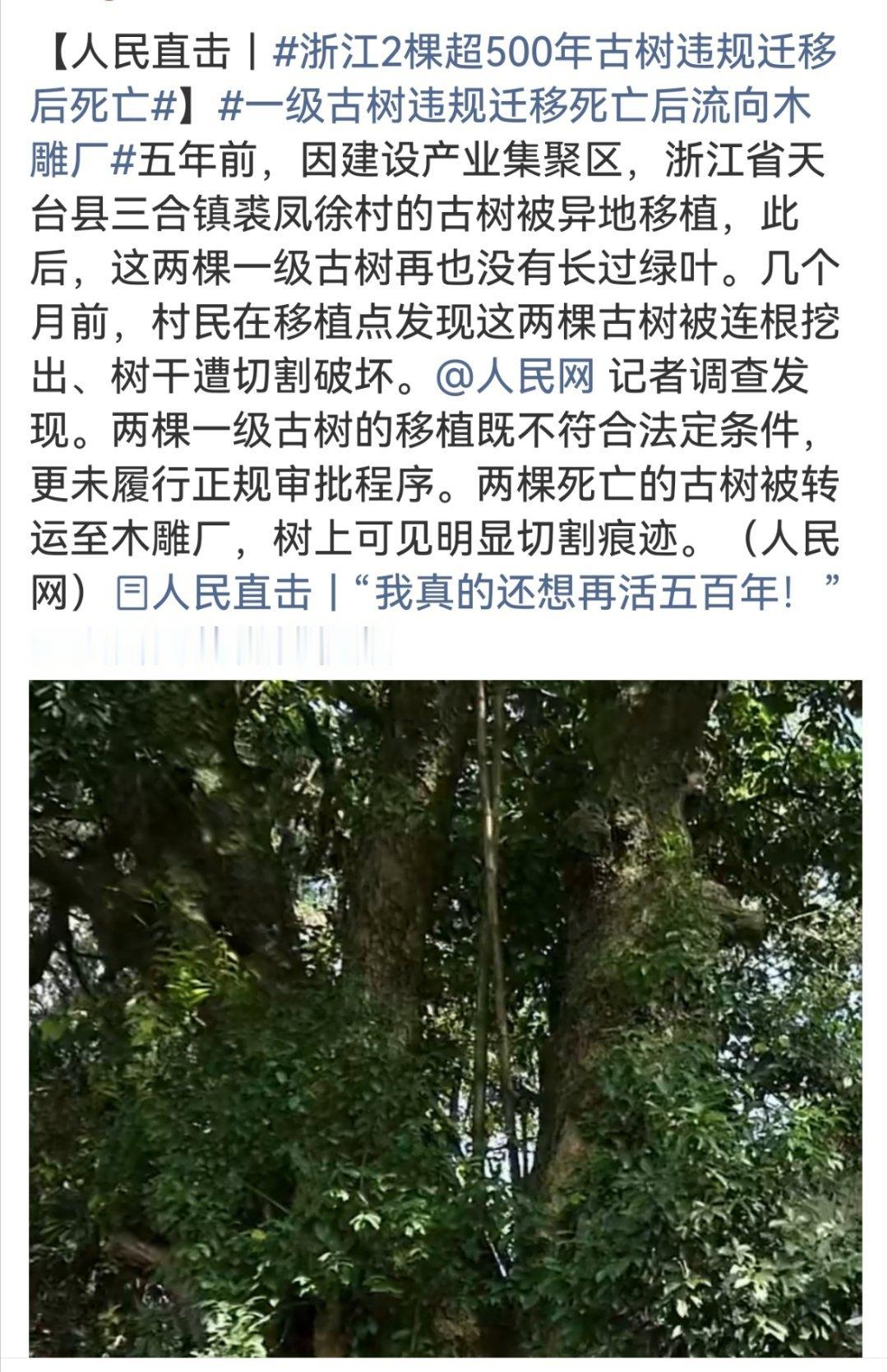一级古树违规迁移死亡后流向木雕厂现如今，谁不懂法？直接砍伐，那是违法犯罪！找个借