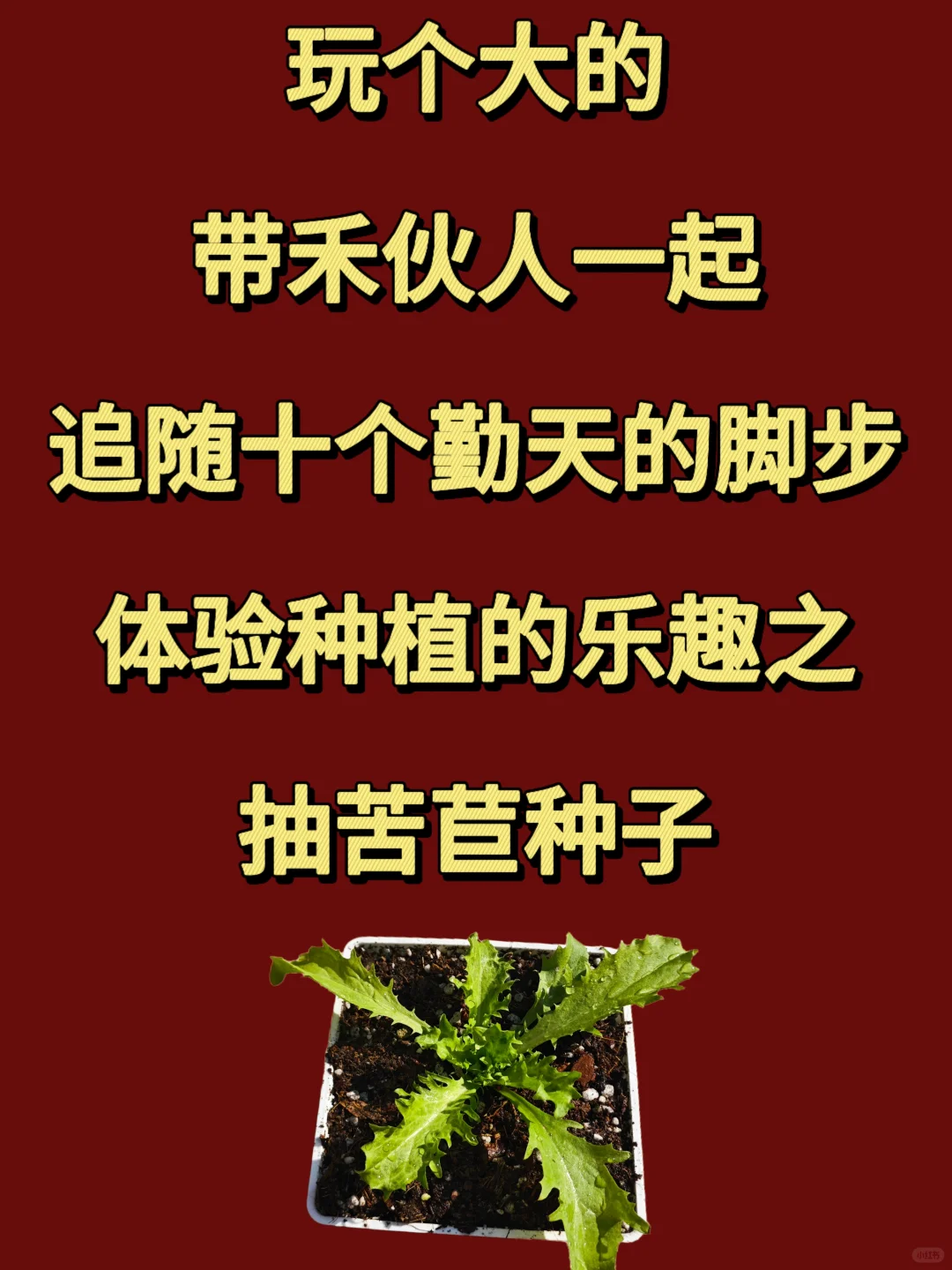 每月一抽——本月和小童一起种苦苣吧~
