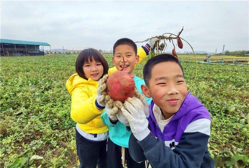 生于上个世纪60年代至80年代的人都记得，每到秋季的周六周日，回到家里，赶着老牛