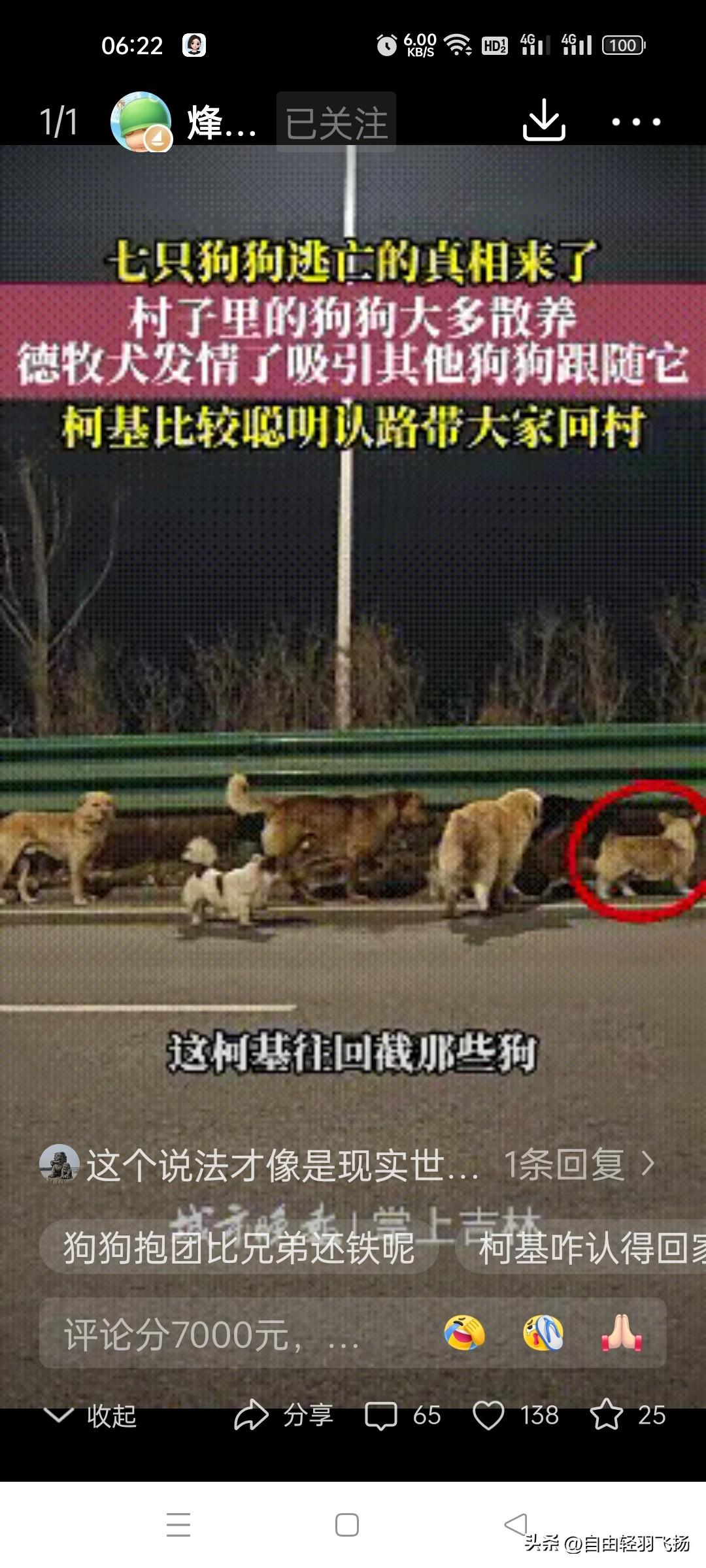 反转了！被网友热议的7只狗狗逃亡真相来了，吉林当地媒体现场采访，狗主人现身说法，